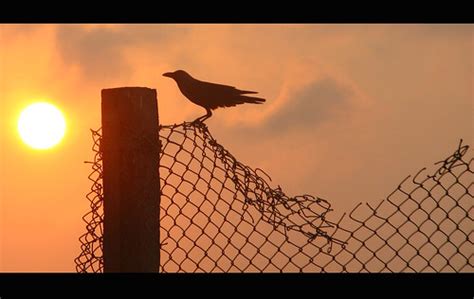 Crow - Silhouette | A crow silhouette shot in mamallapuram,i… | Flickr