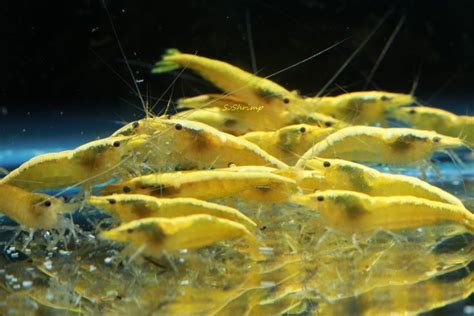 Neon Yellow Shrimp Live Freshwater Aquarium Shrimp - 1/4 to 1 inch Long ...