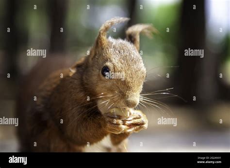 Squirrel eating nuts in forest, wild and free animals Stock Photo - Alamy