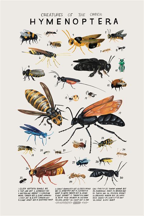 Hymenoptera: Bees, Wasps... - Etsy | Science poster, Animal posters ...