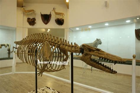 Project Showcase-Museum in the Zoo in Turkey | My Dinosaurs