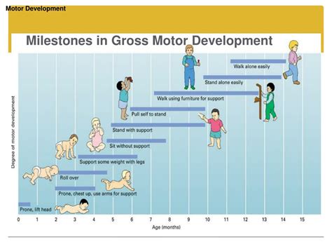 Stages Of Motor Development Chart