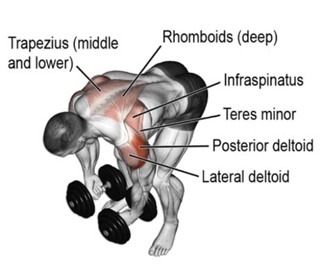 Dumbbell Rear Delt Fly: How To Do, Muscle Worked, Tips