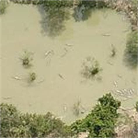 Alligators at the Everglades Alligator Farm in Homestead, FL (Google Maps)