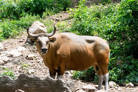 Banteng Atau Banteng Merah Foto Stok - Unduh Gambar Sekarang - Banteng - Jantan, Besar ...