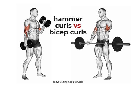 Hammer Curl Muscles Worked