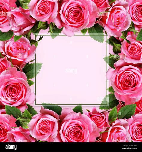 Rose flowers frame on pink background Stock Photo - Alamy