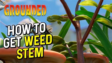 Grounded HOW TO GET WEED STEM - YouTube