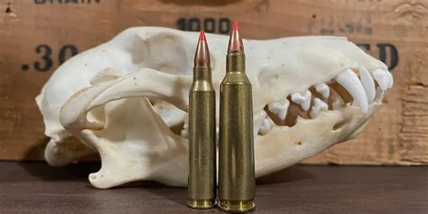 22-250 vs 223 Remington: Which is the best coyote caliber?