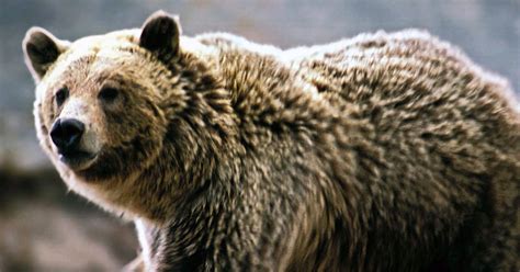 Scientists predict expansion of U.S. grizzly-bear habitat | The Seattle ...