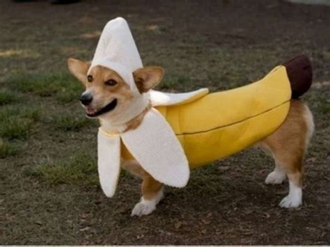 Anorak News | Corgis In Halloween Costumes: Photos By Royal Appointment