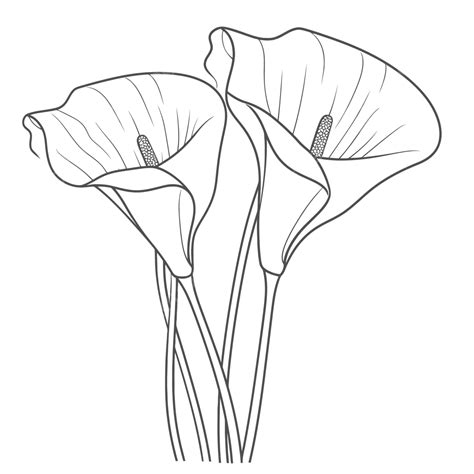 Calla Lily Drawing To Print Outline Sketch Vector, Calla Lilies Drawing, Calla Lilies Outline ...