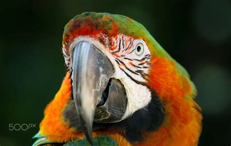 What is a Macaw Diet? - Featherland Bird Cage