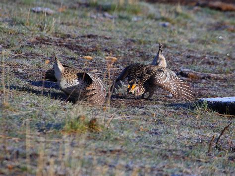 Blue Valley Ranch Receives the 2016 Private Lands Fish and Wildlife Stewardship Award from AFWA ...