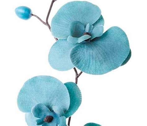 Teal orchids. | Teal flowers, Orchids, Teal and grey