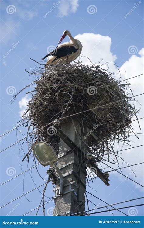 Stalk in nest stock image. Image of nest, bird, stalk - 42027997