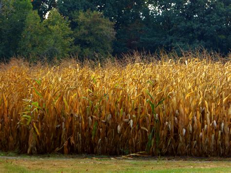 Field Of Corn Free Stock Photo - Public Domain Pictures