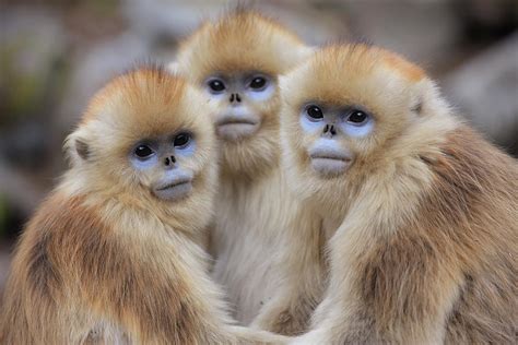 Golden Snub-nosed Monkey Rhinopithecus Photograph by Cyril Ruoso