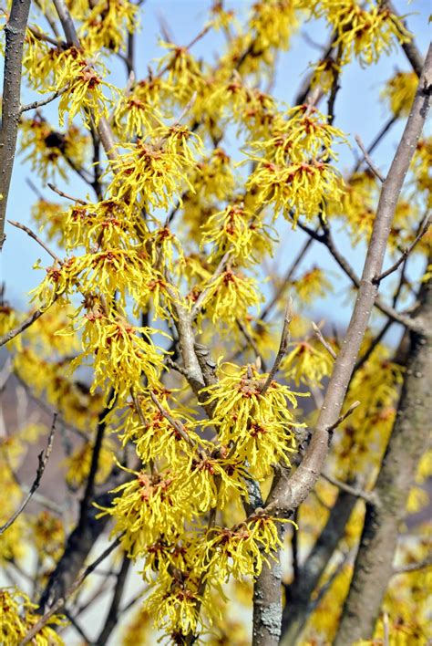 Blooming Witch Hazel - The Martha Stewart Blog