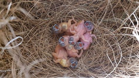 Part 4: Gouldian finch breeding - Planet Aviary