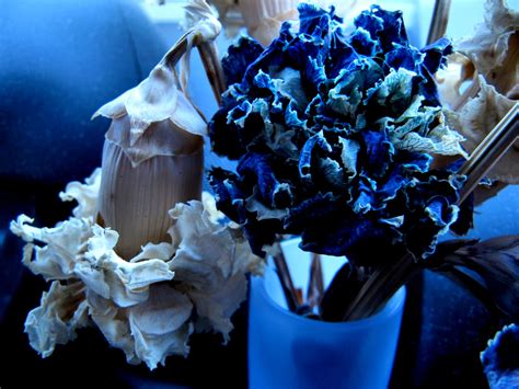 carnations #4533 | carnations of miles past bud vase resting… | Flickr