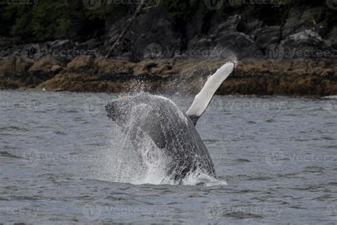 Breaching Baby Humpback Whale 3700060 Stock Photo at Vecteezy