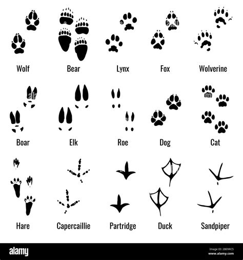 Wildlife animals, reptiles and birds footprint, animal paw prints ...