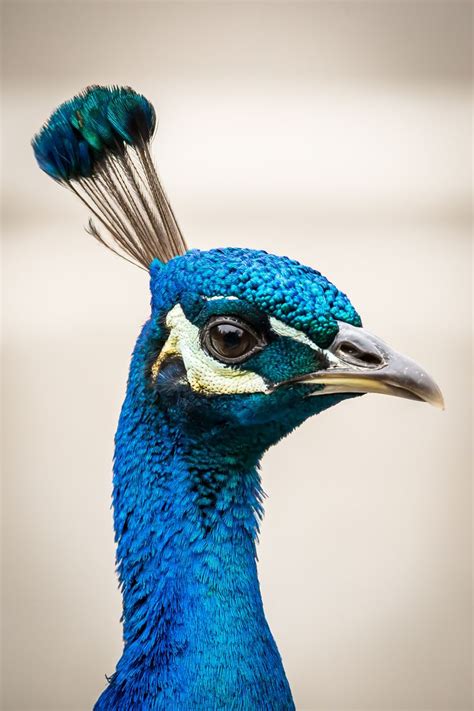 Peacock eye up close | Animal close up, Animal paintings acrylic, Peacock images