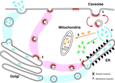 Multiple Functions of Caveolin-1* - Journal of Biological Chemistry