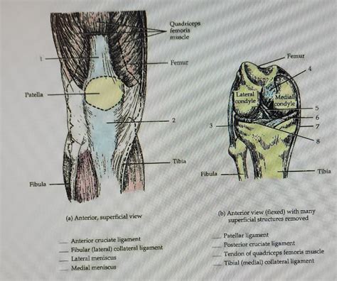 Solved 5 Articulating bone Articular capsule Articular | Chegg.com