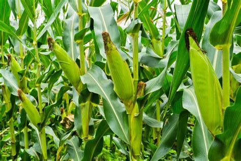 How to Harvest Sweet Corn -- Harvest to Table