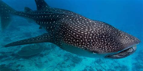 Donsol Whale Shark Interaction Center, Sorsogon, Philippines - GibSpain