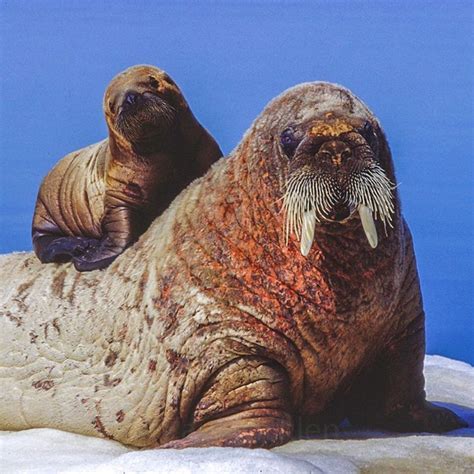 «Photograph by @paulnicklen //There is no safer place for a new born walrus pup than on its ...