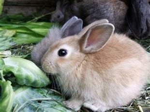 Helsie's Happenings: EASTER BUNNY VERSUS BILBY