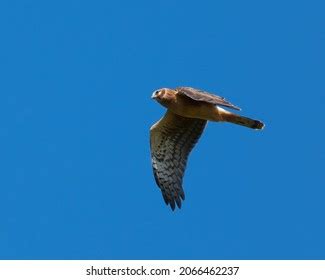 Northern Harrier Hawk Flying Bright Blue Stock Photo (Edit Now) 2066462237