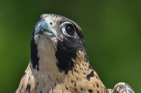 Eyes of a Peregrine Falcon | intoBirds