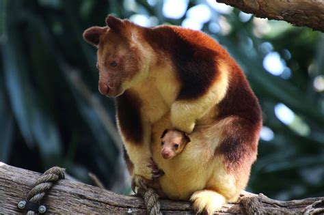 Tree Kangaroo, Perth Zoo | Kangaroo, Australian animals, Rare animals