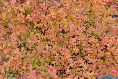 Magic Carpet Spirea Fall Color - Next Generation Landscape Nursery