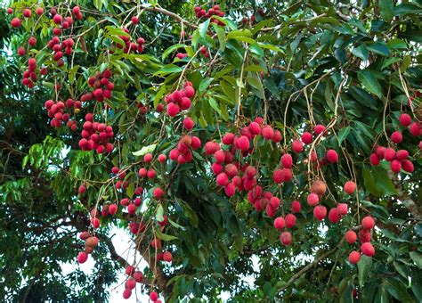 Lychee | Description, Tree, Fruit, Taste, & Facts | Britannica