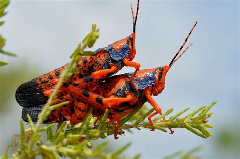 Leichhardt's grasshopper: a rare beauty - Australian Geographic ...