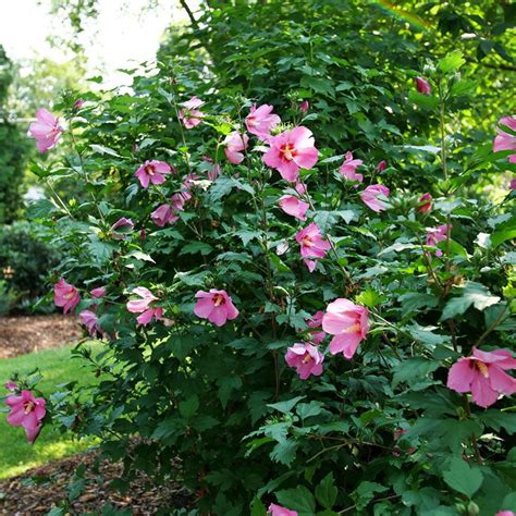 Hibiscus Paraplu Rouge™ Rose of Sharon | Jackson & Perkins