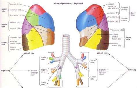 lung lobes - Google Search | PT Info | Pinterest | Note, Search and Decks