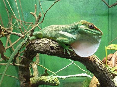 Knight Anole Facts and Pictures | Reptile Fact