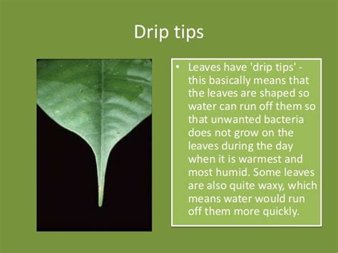 √ Tropical Rainforest Plants With Drip Tips - Alumn Photograph