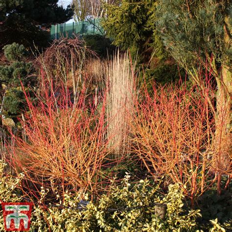 Cornus sanguinea 'Midwinter Fire', Red-twig Dogwood 'Midwinter Fire' in ...