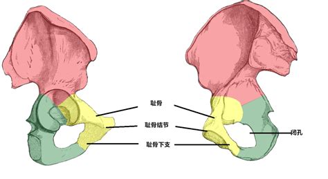 上肢骨+下肢骨高清解剖图谱！临床必备！快收藏！__中国医疗