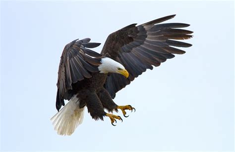 The American bald eagle Habitat is a truly American bird