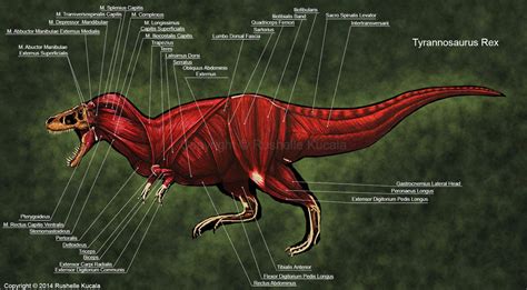 Tyrannosaurus Rex Muscle Study by TheDragonofDoom on DeviantArt