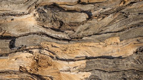 Free Images : rock, wood, grain, texture, stump, trunk, bark, formation ...