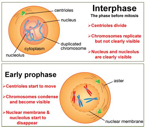 Prophase Mitosis